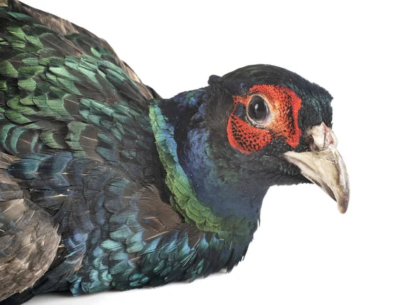 Tenebrosus pheasant in studio — Stock Photo, Image