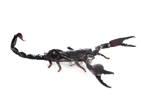 Scorpion Noir De Malaisie Images Libres De Droit Photos De Scorpion Noir De Malaisie Depositphotos