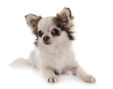 chihuahua Studio