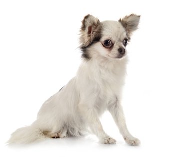 chihuahua Studio