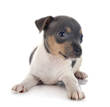 Stüdyoda yavru Brezilya teriyeri var.