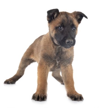 köpek yavrusu malinois Studio