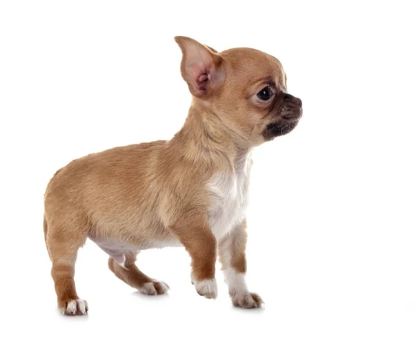 Chihuahua in studio — Stockfoto