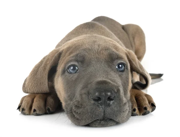 Puppy cane corso — Stockfoto