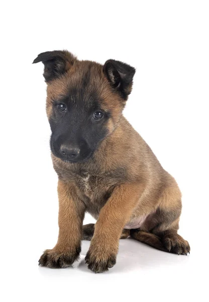 Valp malinois i studio — Stockfoto