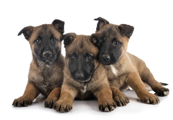 Cachorros malinois em estúdio — Fotografia de Stock