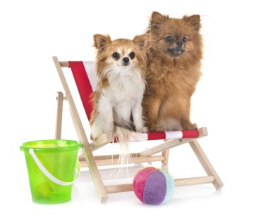 köpek yavrusu pomeranian ve chihuahua