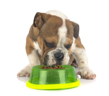 Studio Amerikan kabadayı