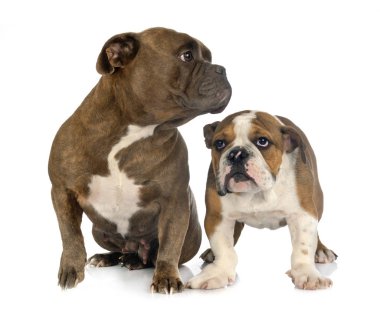 Stüdyoda Amerikalı zorbalar var.