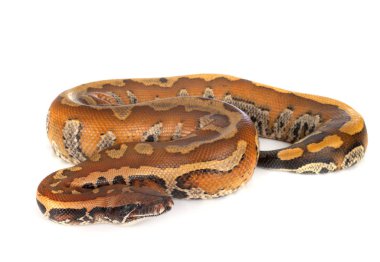 Python brongersmai stüdyoda