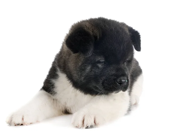 Amerikan akita köpek yavrusu — Stok fotoğraf