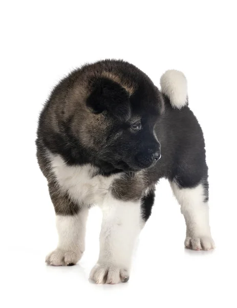 Puppy Amerikaanse akita — Stockfoto