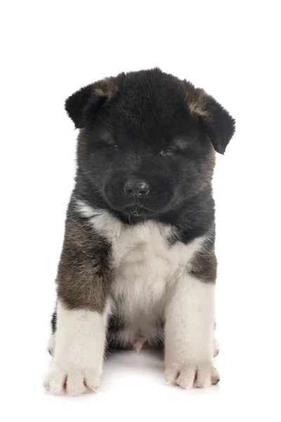 Puppy american akita — Stock Photo, Image