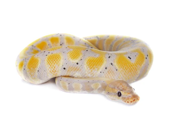 Golyós Python a stúdióban — Stock Fotó