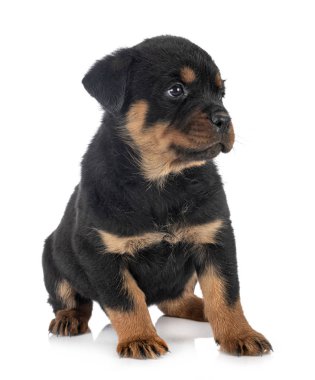 yavru rottweiler Studio