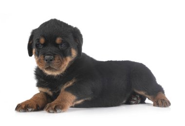 yavru rottweiler Studio