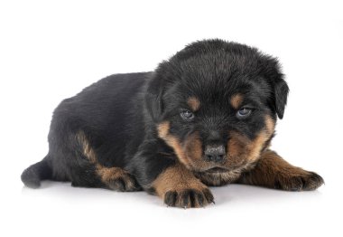 yavru rottweiler Studio