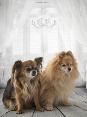 Chihuahua ve spitz