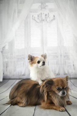 Chihuahuas Studio