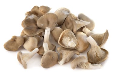 Pleurotus stüdyoda.