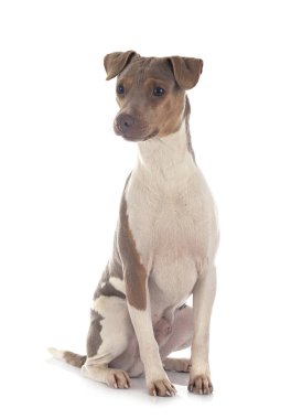 Brezilyalı Terrier stüdyoda