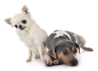 Brezilya Teriyeri ve Chihuahua