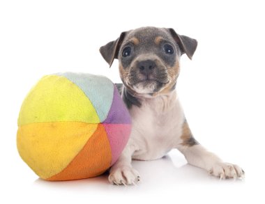 Stüdyoda yavru Brezilya teriyeri var.