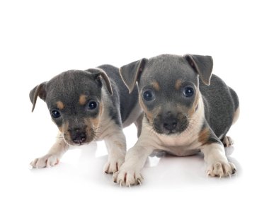 Yavru köpekler Brezilya teriyeri stüdyoda.