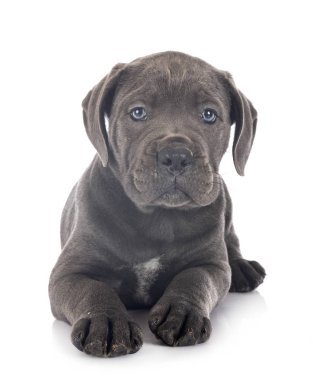 yavru cane corso
