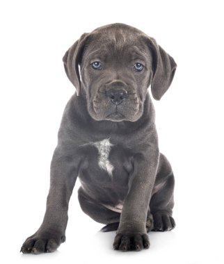 yavru cane corso