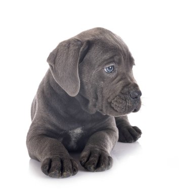 yavru cane corso