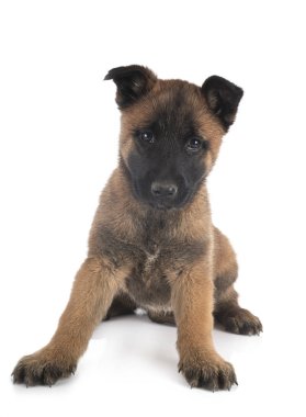 köpek yavrusu malinois Studio