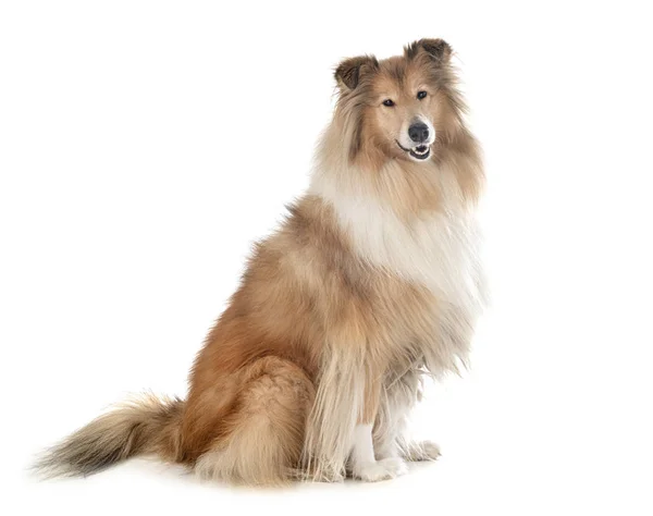 Rough Collie в студии — стоковое фото