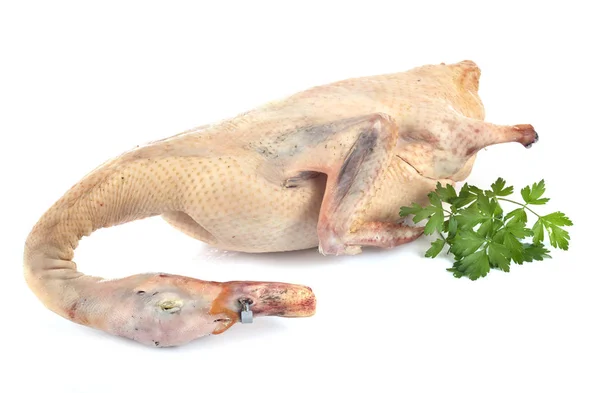 Duck meat in studio — Stock Photo, Image