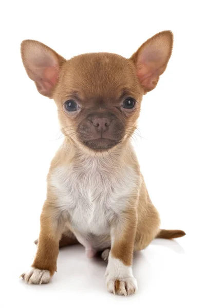 Chihuahua en el estudio —  Fotos de Stock