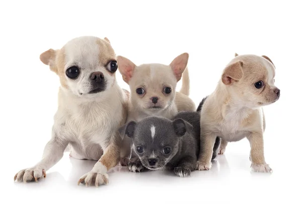 Chihuahuas en studio — Photo