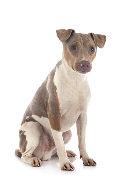 Brazilian terrier in studio — Stock Photo, Image