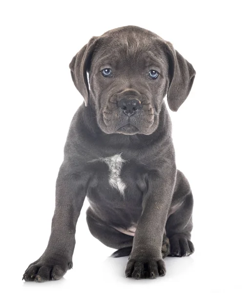 Yavru cane corso — Stok fotoğraf