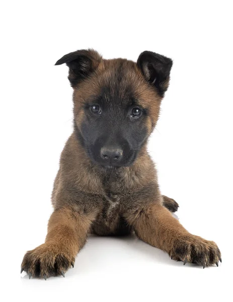 Puppy malinois in studio — Stock Photo, Image