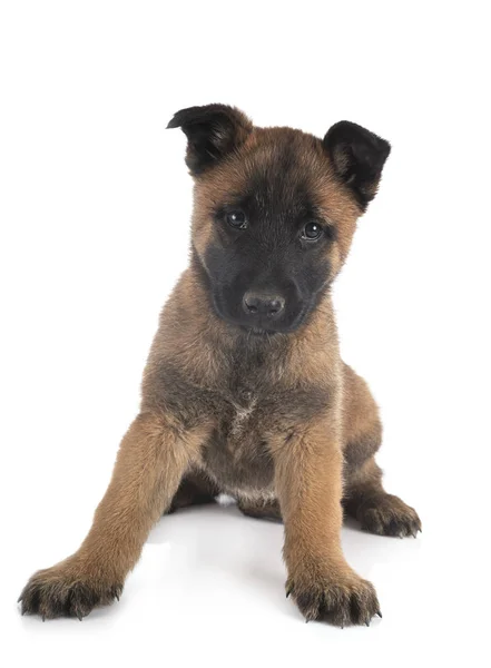 Cucciolo malinois in studio — Foto Stock