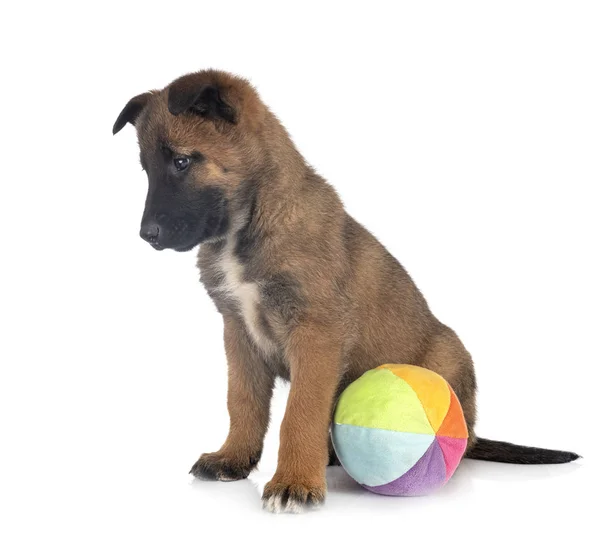 Welpe malinois im Studio — Stockfoto