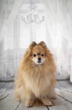 köpek yavrusu pomeranian Studio