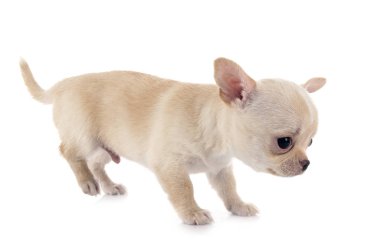 chihuahua Studio