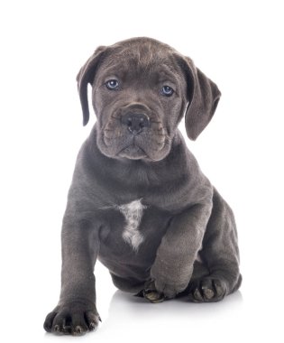 yavru cane corso