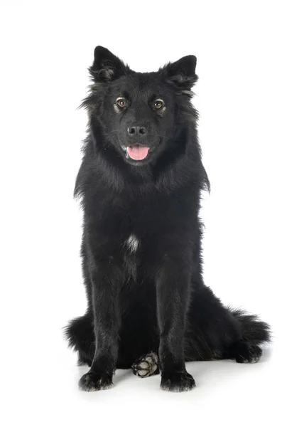 Finse Lappenhond in studio — Stockfoto