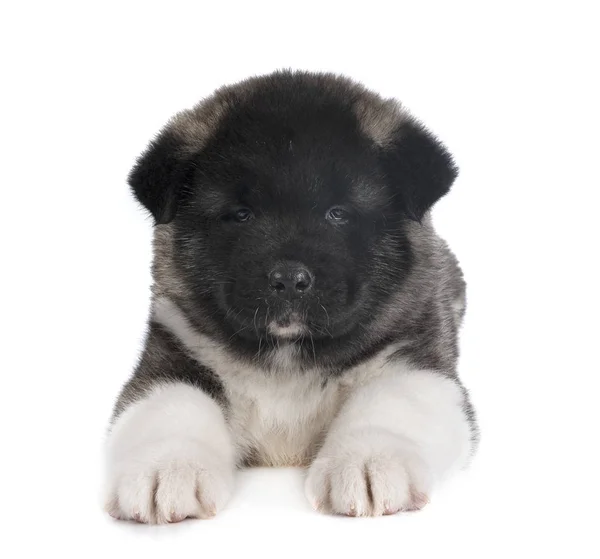 Puppy american akita — Stock Photo, Image