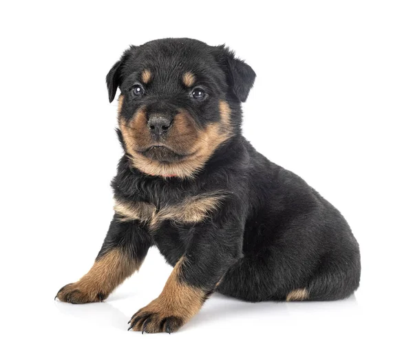 Cachorro rottweiler em estúdio — Fotografia de Stock