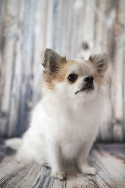 Chihuahua i studio – stockfoto