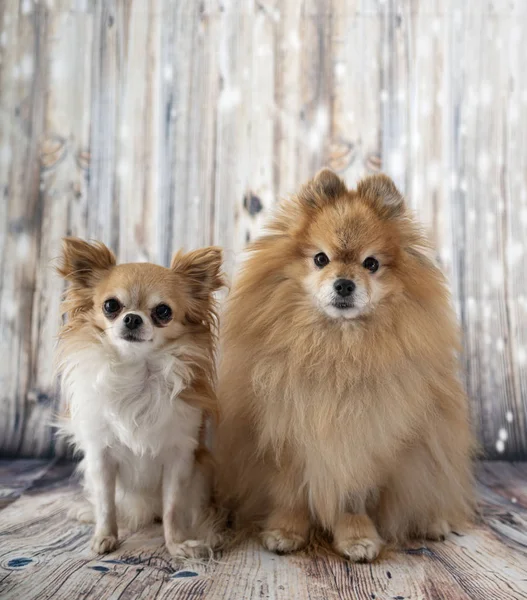 Chihuahua and spitz — стоковое фото