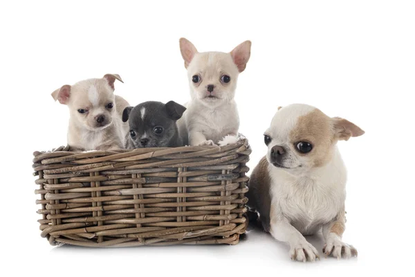 Chihuahuas i studio — Stockfoto